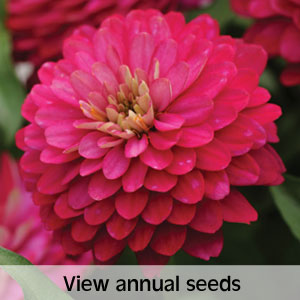 View annual seeds