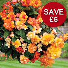 Begonia 'Apricot Shades'