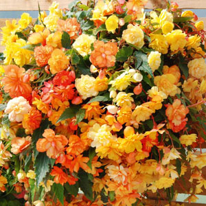 Begonia 'Apricot Shades'