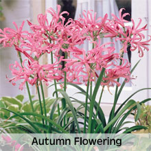 Autumn Flowering Bulbs