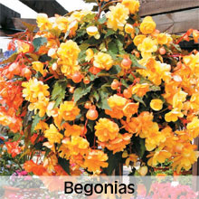 Begonias for Hanging Baskets