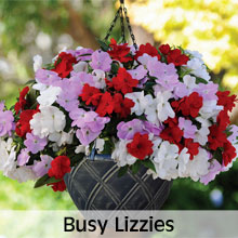 Busy Lizzies for Hanging Baskets