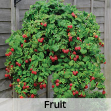 Fruit for your Hanging Baskets