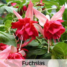 Fuchsias for Hanging Baskets
