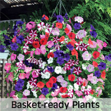 Garden Ready Hanging Basket Plants