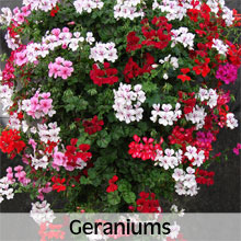 Geraniums for Hanging Baskets