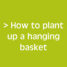 Your Guide for Success with your Hanging Baskets
