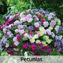 Petunias for Hanging Baskets