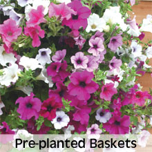 Pre-planted Hanging Baskets