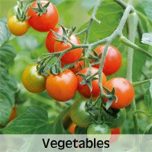 Vegetables to grow in Hanging Baskets