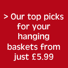 Our top pick hanging basket plants