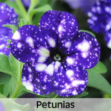 Bedding Plants Petunias