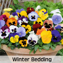 Winter Bedding Plants