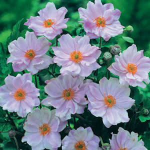 japanese anemone queen charlotte