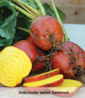 beetroot boldor