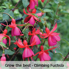 Fuchsia 'Pink Fizz'