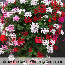 Geranium 'GeRainbow™ Mixed'