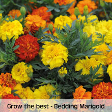Bedding marigolds