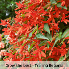 Begonia 'Inferno''