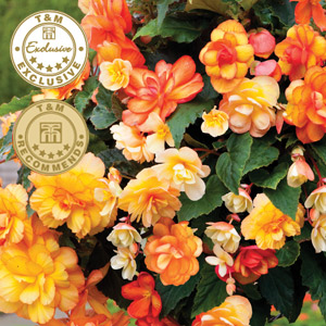 begonia f1 apricot shades improved
