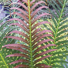 Blechnum 'Volcano'