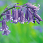 Bluebell Bulbs