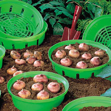 Bulb Baskets