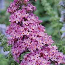 Buddleja 'Buzz™ Candy Pink'