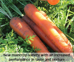 carrot kelly