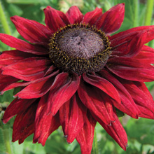 Rudbackia 'Cherry Brandy'