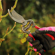 Secateurs