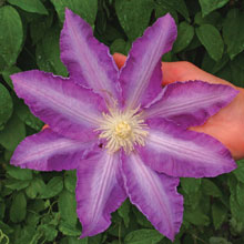 Clematis 'Big Brother'