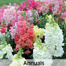 Cottage Garden Annual Flowers