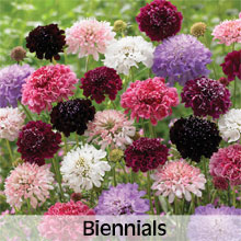 Cottage Garden Biennial Flowers