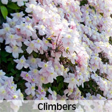 Cottage Garden Climbers