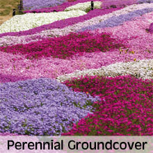 Cottage Garden Perennial Ground Cover Plants