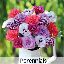 Cottage Garden Perennials