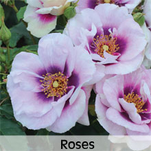 Cottage Garden Roses