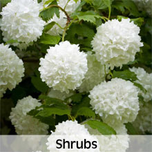 Cottage Garden Shrubs