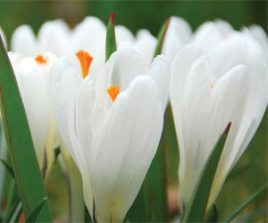 crocus joan of arc