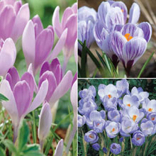 Crocus 'Bicolour Collection'