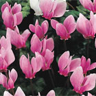 Cyclamen Bulbs