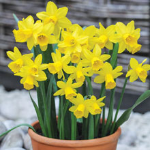 Narcissus 'Tete-a-Tete'