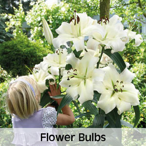20% OFF All Flower Bulbs