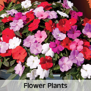 20% OFF All Flower Plants