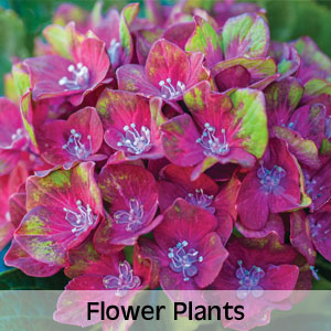 Up to 50% OFF Flower Plants