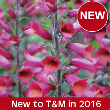 Brand new varieties to enjoy in your garden in 2016