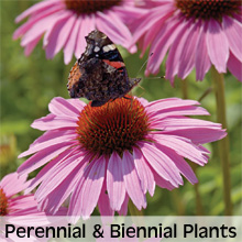 Perennial and Biennial Plants