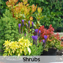 Choose from our extensive range of Shrubs
