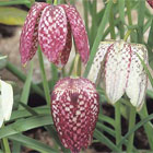 Fritillaria Bulbs